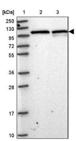 Western Blot: Protocadherin beta 3 Antibody [NBP2-33595] - Lane 1: Marker [kDa] 250, 130, 95, 72, 55, 36, 28, 17, 10<br/>Lane 2: Human cell line RT-4<br/>Lane 3: Human cell line U-251MG sp