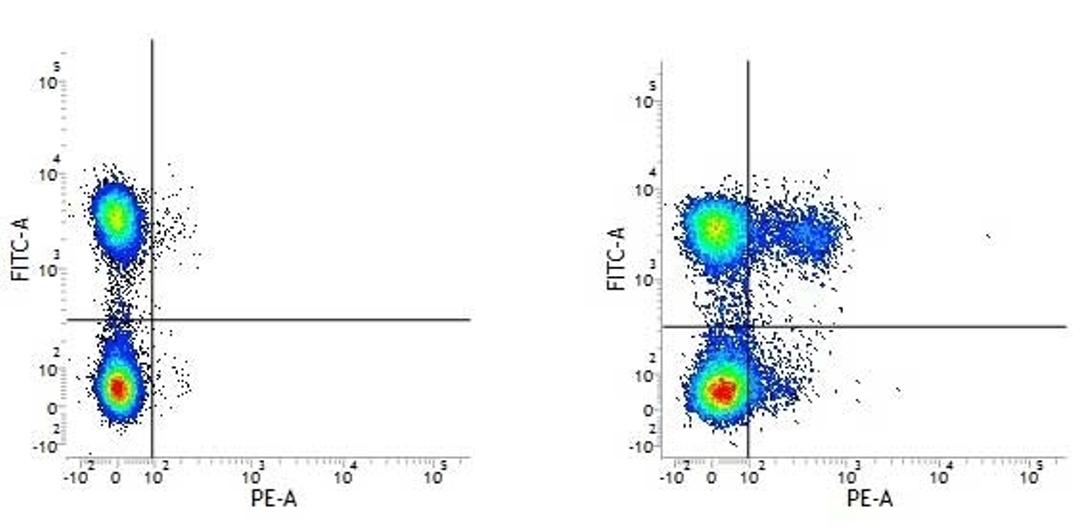 Image A. Mouse anti Human CD3. Image B. Mouse anti Human CD3 and Rat anti Human CD195. 