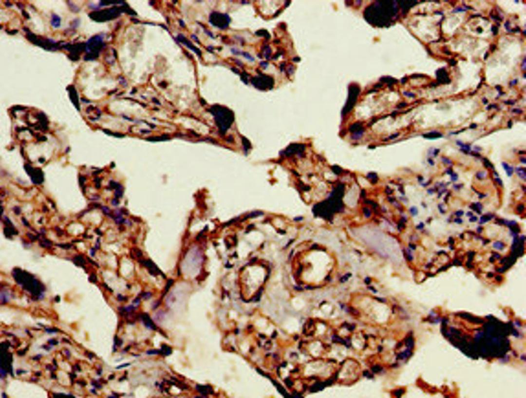 Immunohistochemistry of paraffin-embedded human placenta tissue using CSB-PA856998LA01HU at dilution of 1:100
