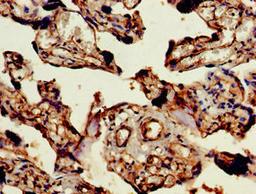 Immunohistochemistry of paraffin-embedded human placenta tissue using CSB-PA856998LA01HU at dilution of 1:100
