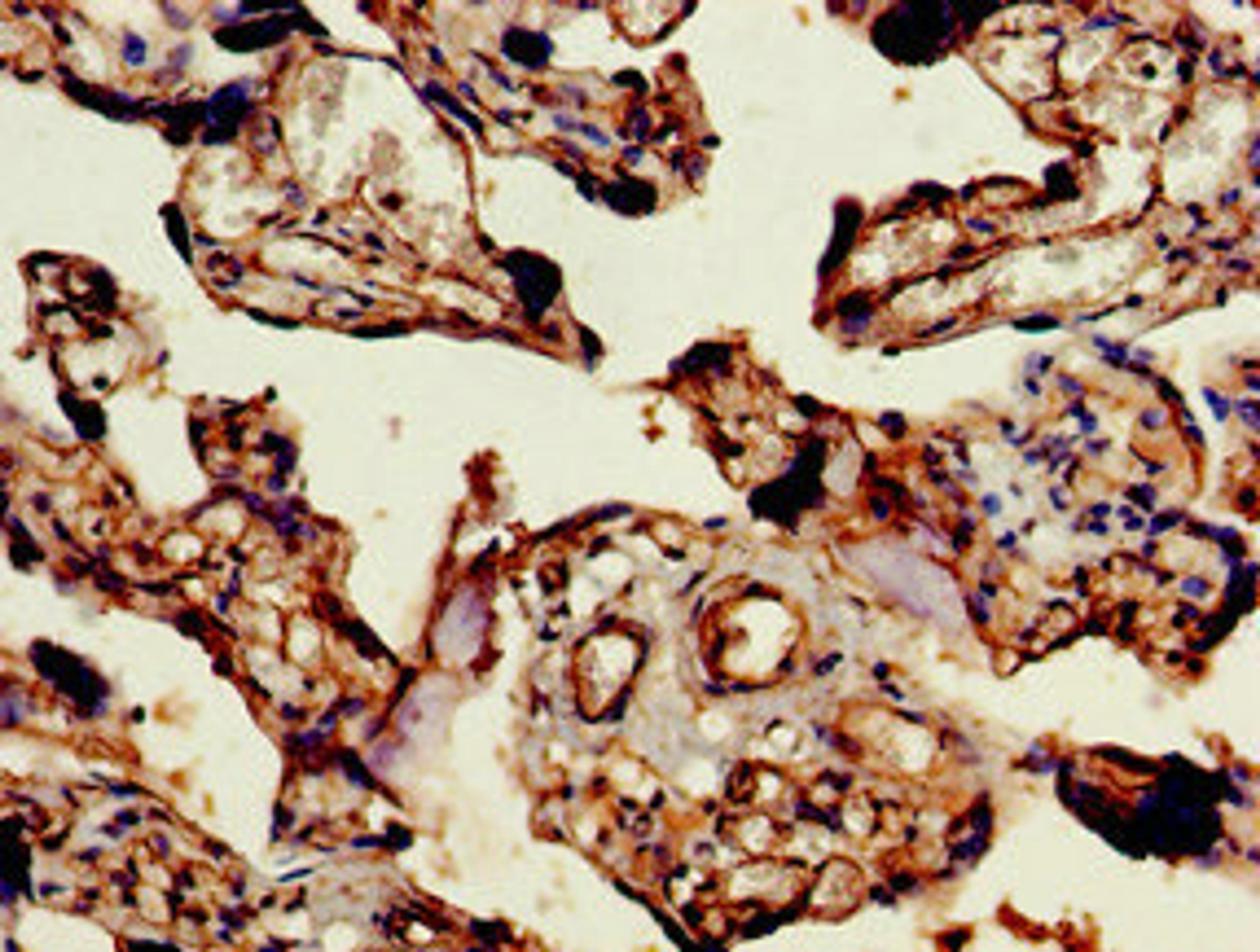 Immunohistochemistry of paraffin-embedded human placenta tissue using CSB-PA856998LA01HU at dilution of 1:100