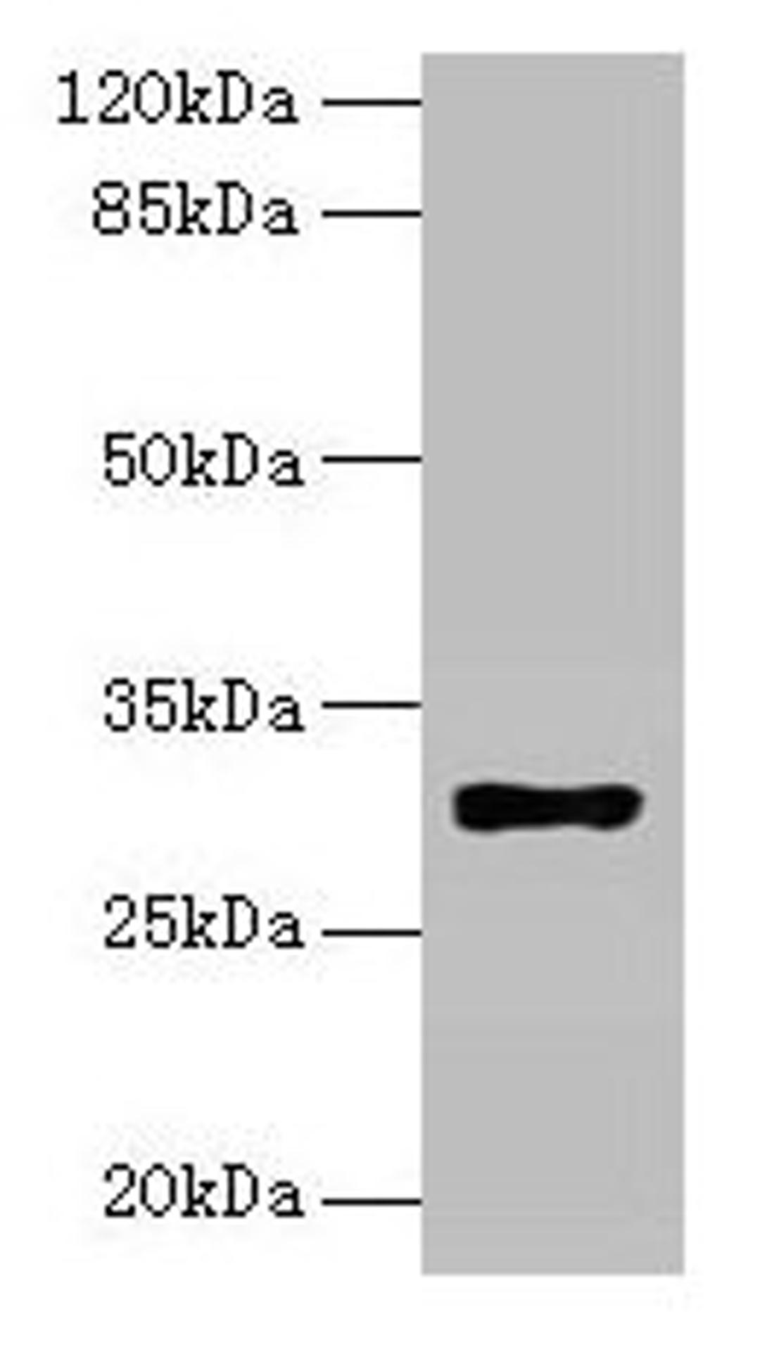 Western blot. All lanes: HLA-DRB4 antibody at 2µg/ml + Raji whole cell lysate. Secondary. Goat polyclonal to rabbit IgG at 1/10000 dilution. Predicted band size: 30 kDa. Observed band size: 30 kDa
