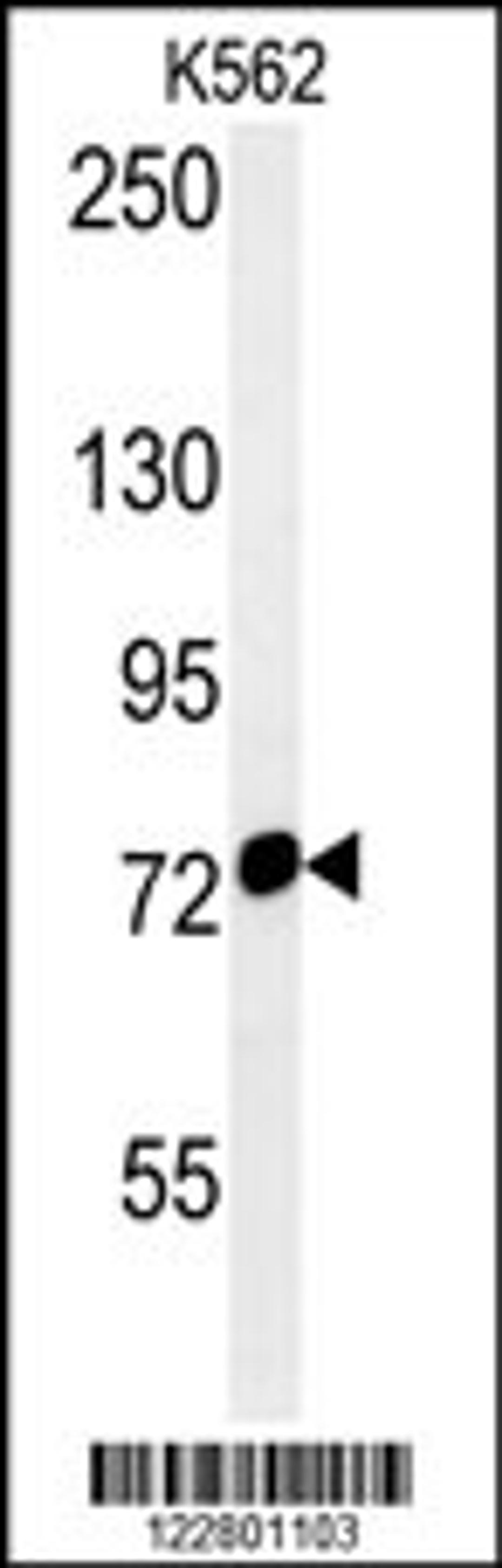 Western blot analysis in K562 cell line lysates (35ug/lane).