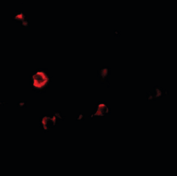 Immunofluorescence analysis of human small intestine tissue using IL1RL2 antibody