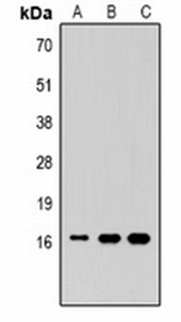 Western blot analysis of  Hela (Lane1), NIH3T3 (Lane2), rat liver (Lane3) whole cell lysates using Histone H3 (MonoMethyl K36) antibody