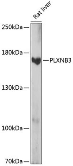 Western blot - PLXNB3 antibody (A14767)