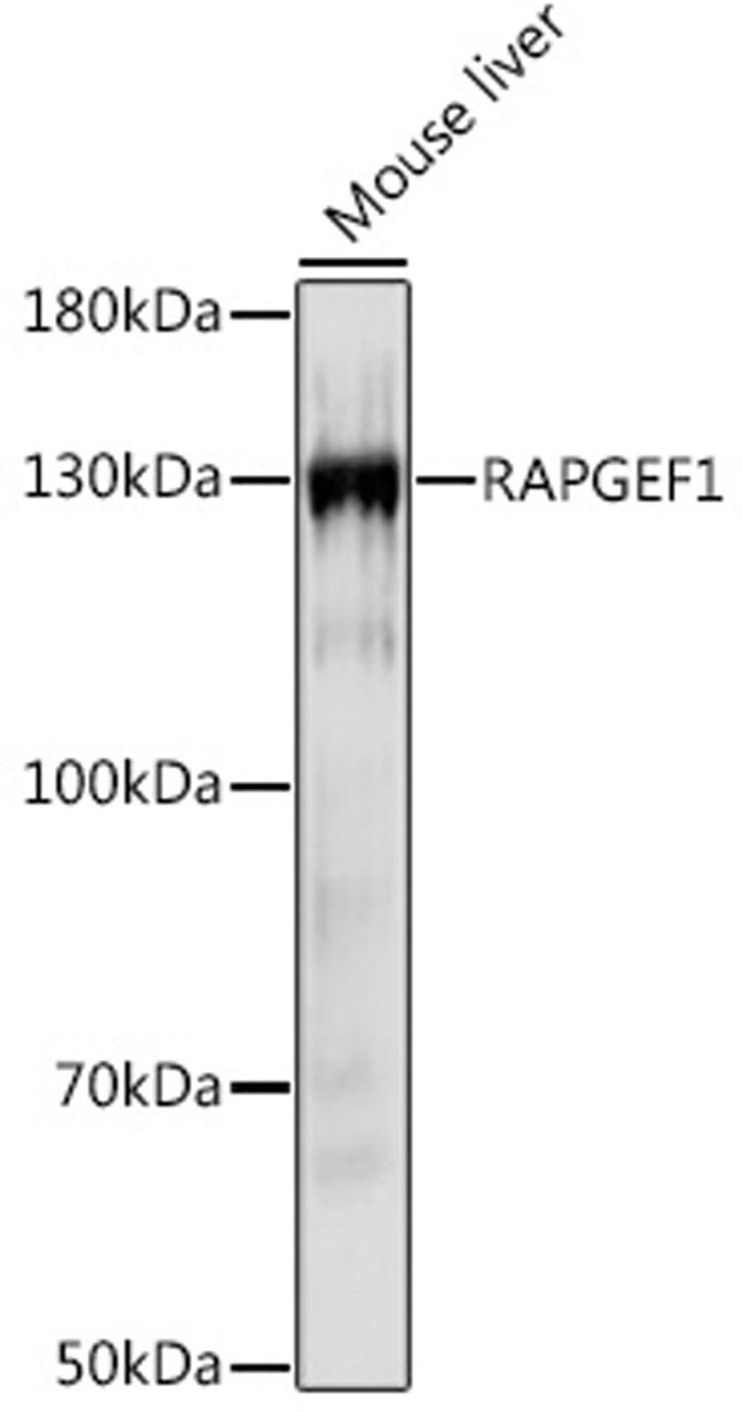 Western blot - RAPGEF1 Rabbit pAb (A16050)