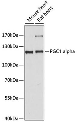 Western blot - PGC1 alpha antibody (A11971)