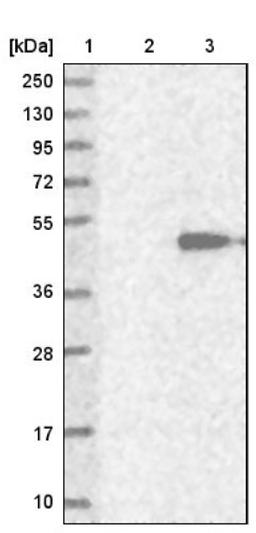 Western Blot: ZPBP2 Antibody [NBP1-82689] - Lane 1: Marker [kDa] 250, 130, 95, 72, 55, 36, 28, 17, 10<br/>Lane 2: Negative control (vector only transfected HEK293T lysate)<br/>Lane 3: Over-expression lysate (Co-expressed with a C-terminal myc-DDK tag (~3.1 kDa) in mammalian HEK293T cells, LY403691)