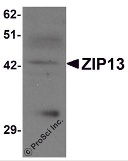 Western blot analysis of ZIP13 in K562 cell lysate with ZIP13 antibody at 1 μg/mL.