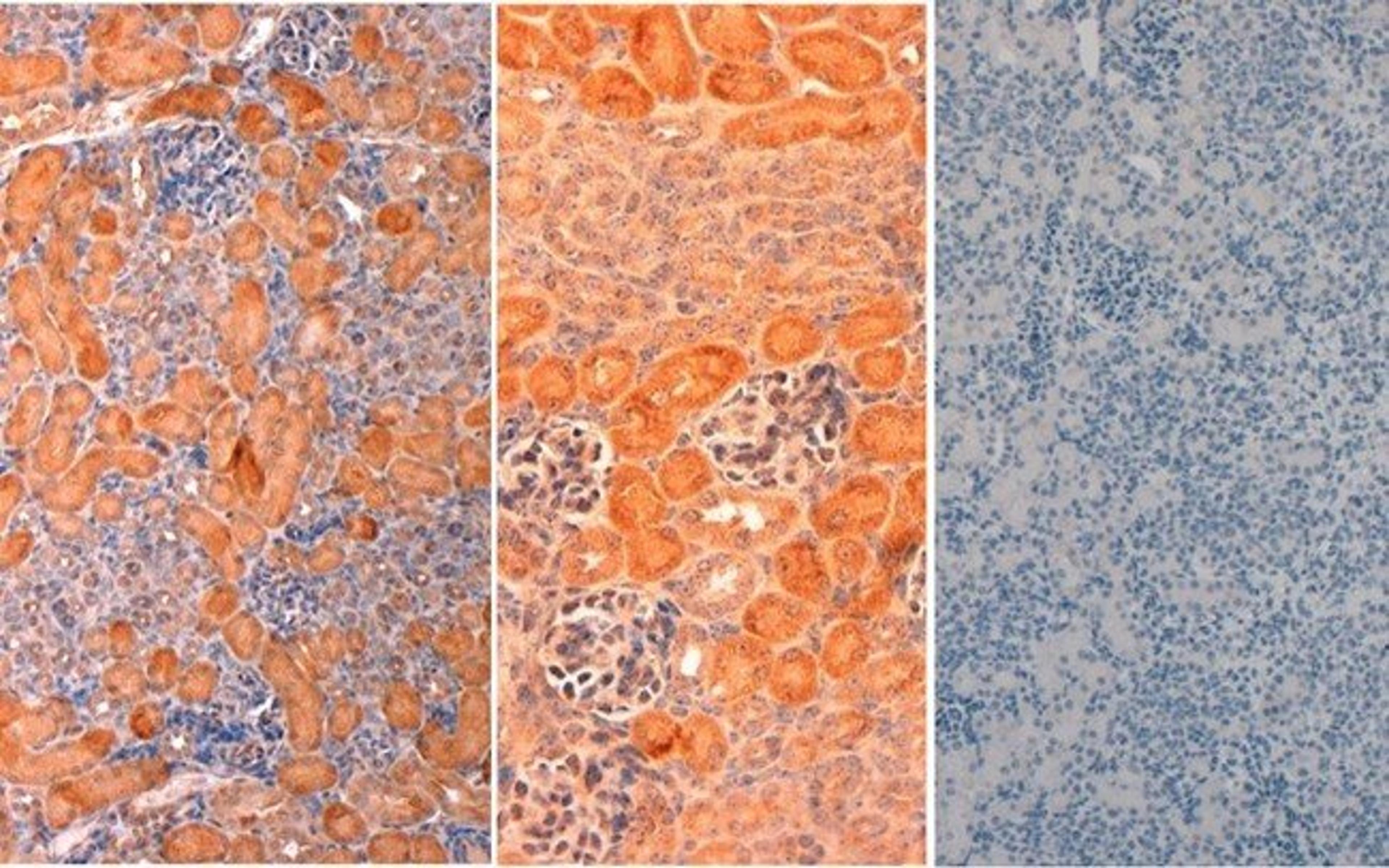 Immunohistochemical staining of Mouse Embryonic Kidney Tissue using DELTA-1 antibody