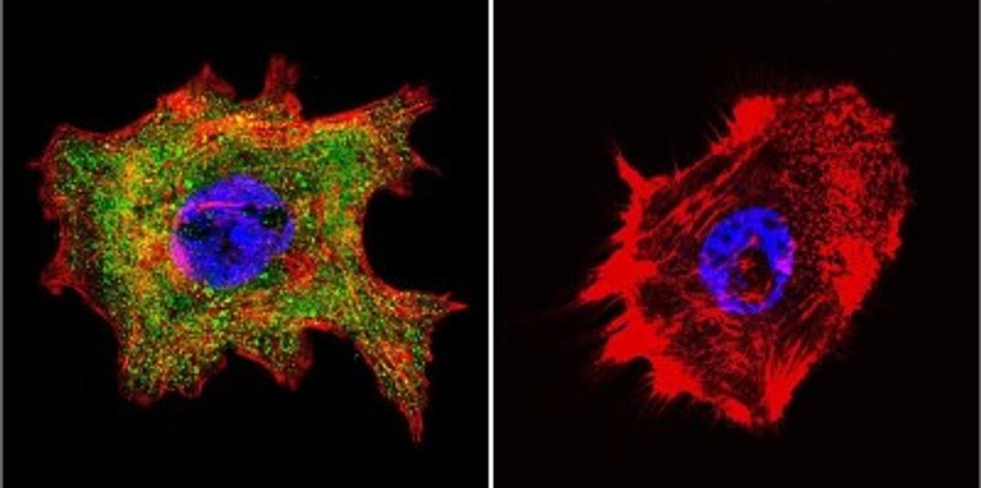 Immunocytochemistry/Immunofluorescence: Cyclophilin 40 Antibody [NB120-3562] - Analysis of Cyclophilin D in A431 Cells. Cells were grown on chamber slides and fixed with formaldehyde prior to staining. Cells were probed without (control) or with a Cyclophilin D polyclonal antibody at a dilution of 1:200 overnight at 4C, washed with PBS and incubated with a DyLight-488 conjugated secondary antibody. Cyclophilin D staining (green), F-Actin staining with Phalloidin (red) and nuclei with DAPI (blue) is shown.