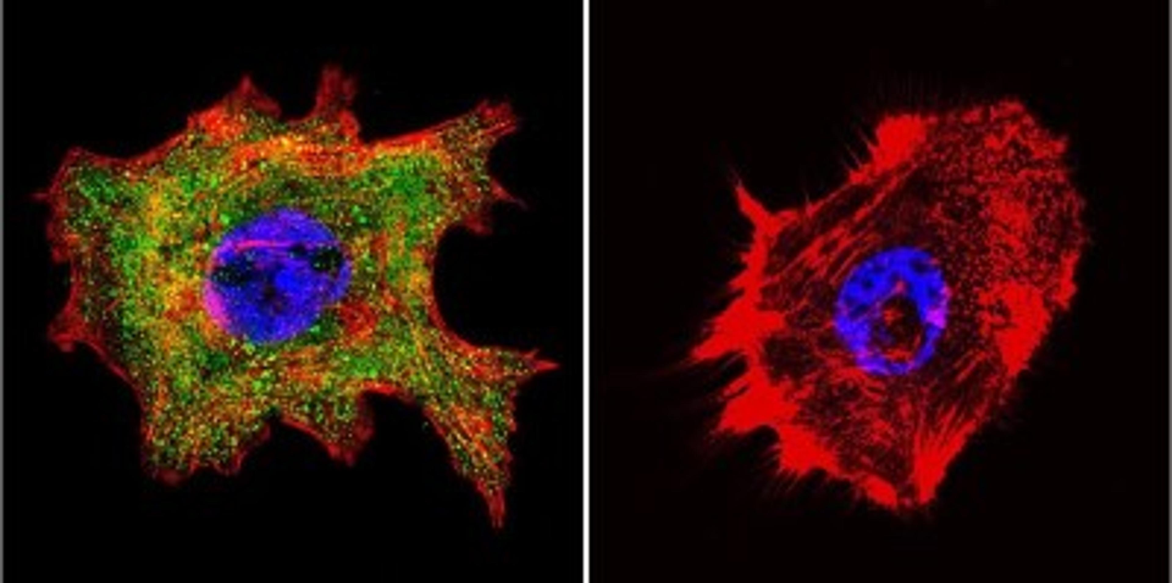 Immunocytochemistry/Immunofluorescence: Cyclophilin 40 Antibody [NB120-3562] - Analysis of Cyclophilin D in A431 Cells. Cells were grown on chamber slides and fixed with formaldehyde prior to staining. Cells were probed without (control) or with a Cyclophilin D polyclonal antibody at a dilution of 1:200 overnight at 4C, washed with PBS and incubated with a DyLight-488 conjugated secondary antibody. Cyclophilin D staining (green), F-Actin staining with Phalloidin (red) and nuclei with DAPI (blue) is shown.