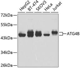 Western blot - ATG4B antibody (A2837)