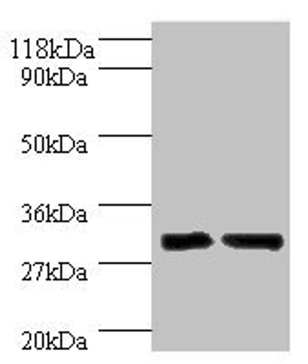 Western blot analysis of Hela whole cell lysate(Lane 1), Mouse lung tissue(Lane 2) using Sus scrofa Interleukin-33 antibody