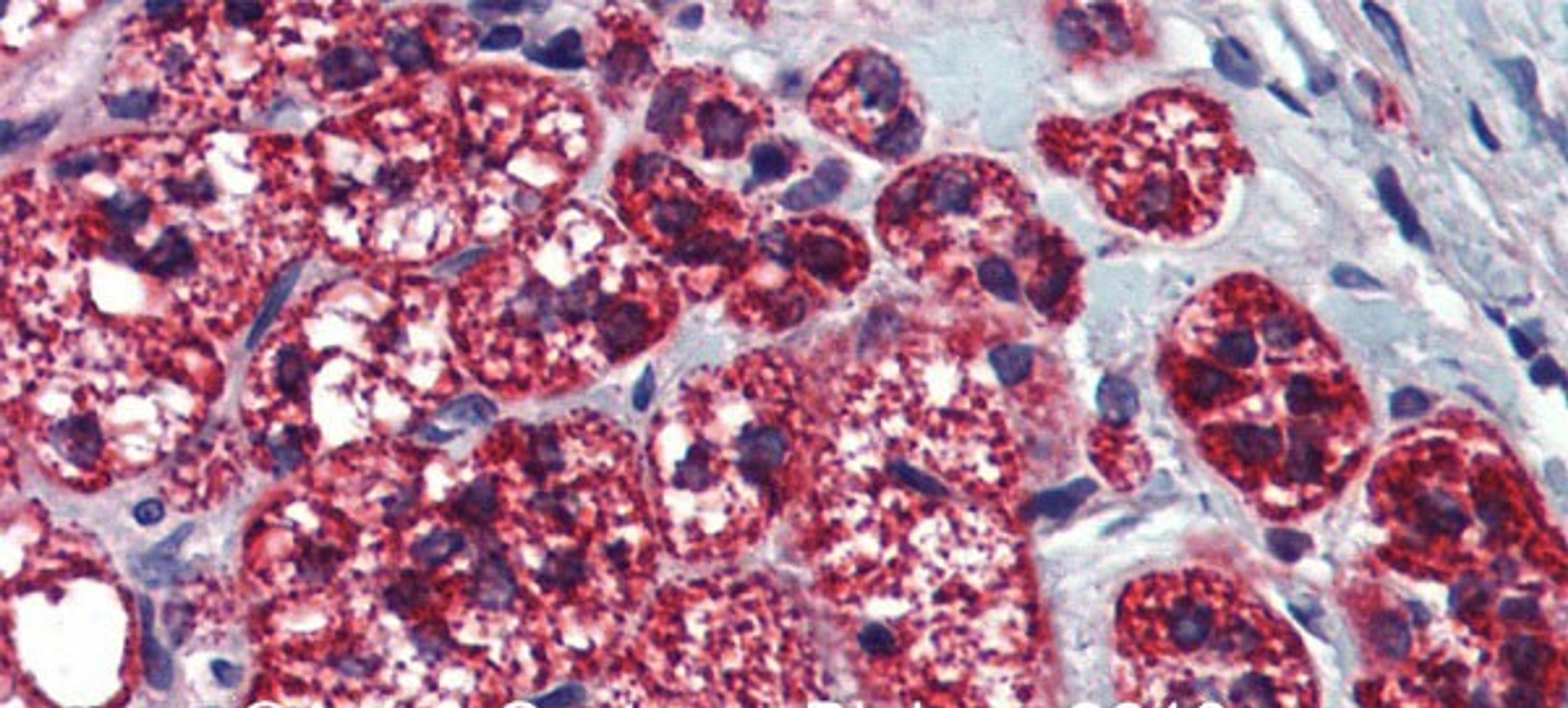 Antibody used in IHC on Human Adrenal Gland at 5.0 ug/ml.