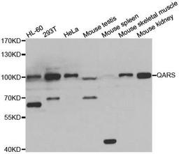 Western blot analysis of extracts of various cell lines using QARS antibody