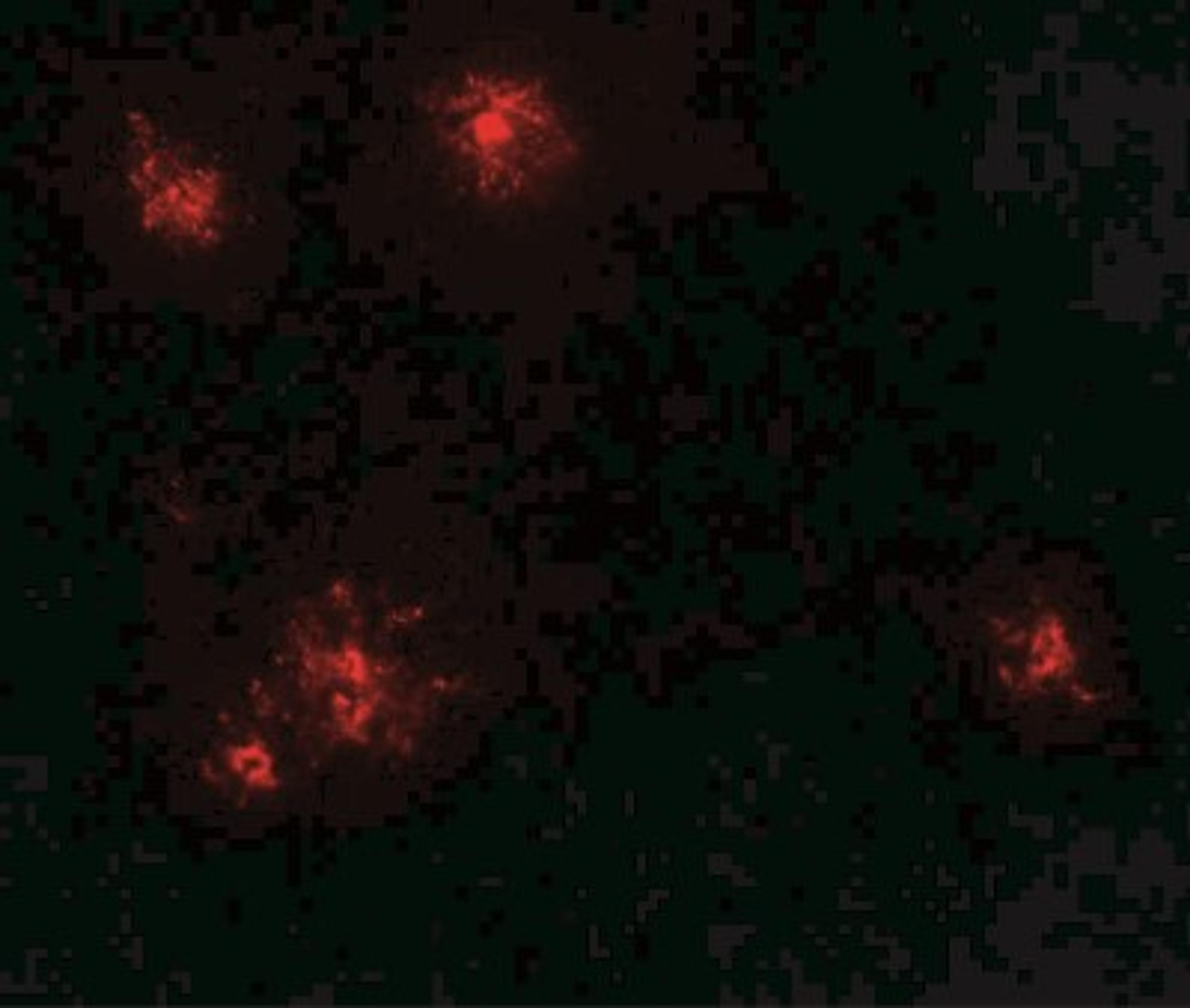 Immunofluorescence: CCL2/JE/MCP-1 Antibody [NBP2-41209] - CCL2 in human spleen tissue with CCL2 antibody at 20 ug/ml.