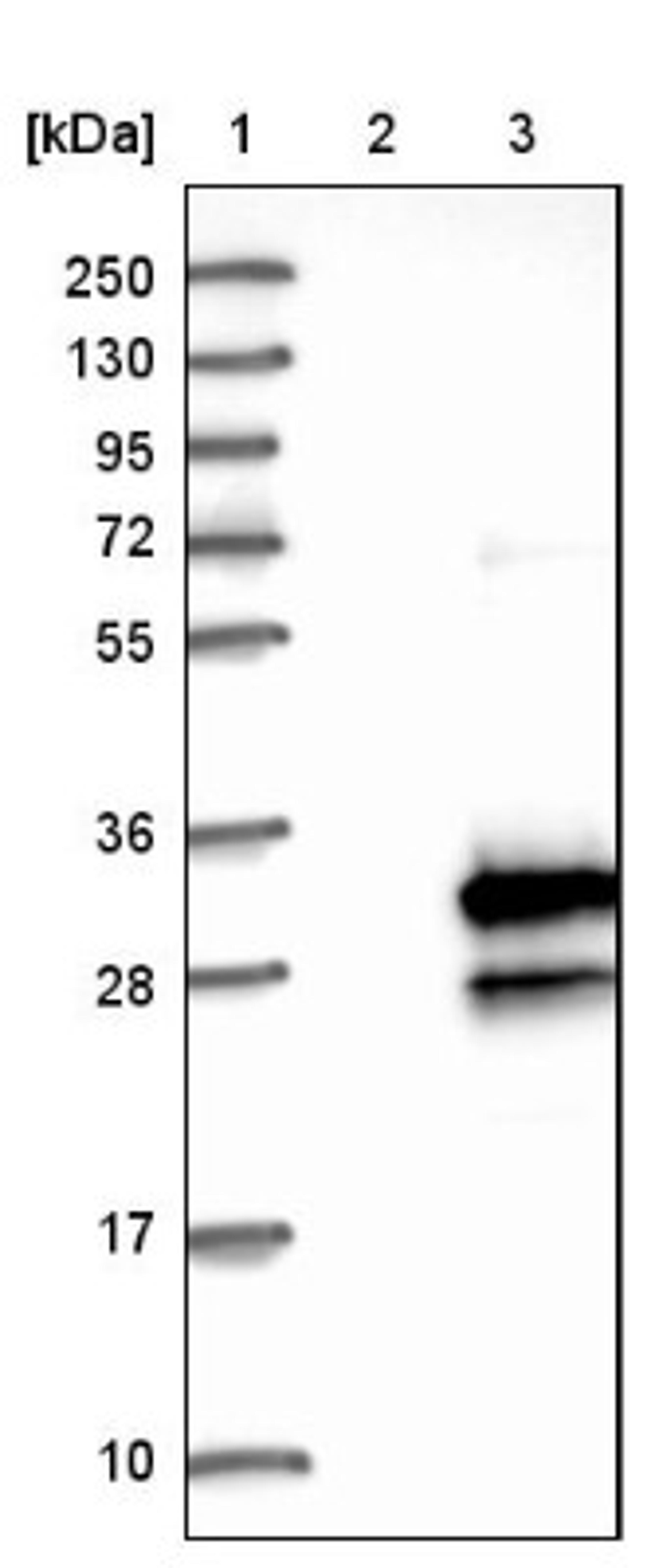 Western Blot: C16orf45 Antibody [NBP1-81996] - Lane 1: Marker [kDa] 250, 130, 95, 72, 55, 36, 28, 17, 10<br/>Lane 2: Negative control (vector only transfected HEK293T lysate)<br/>Lane 3: Over-expression lysate (Co-expressed with a C-terminal myc-DDK tag (~3.1 kDa) in mammalian HEK293T cells, LY409626)