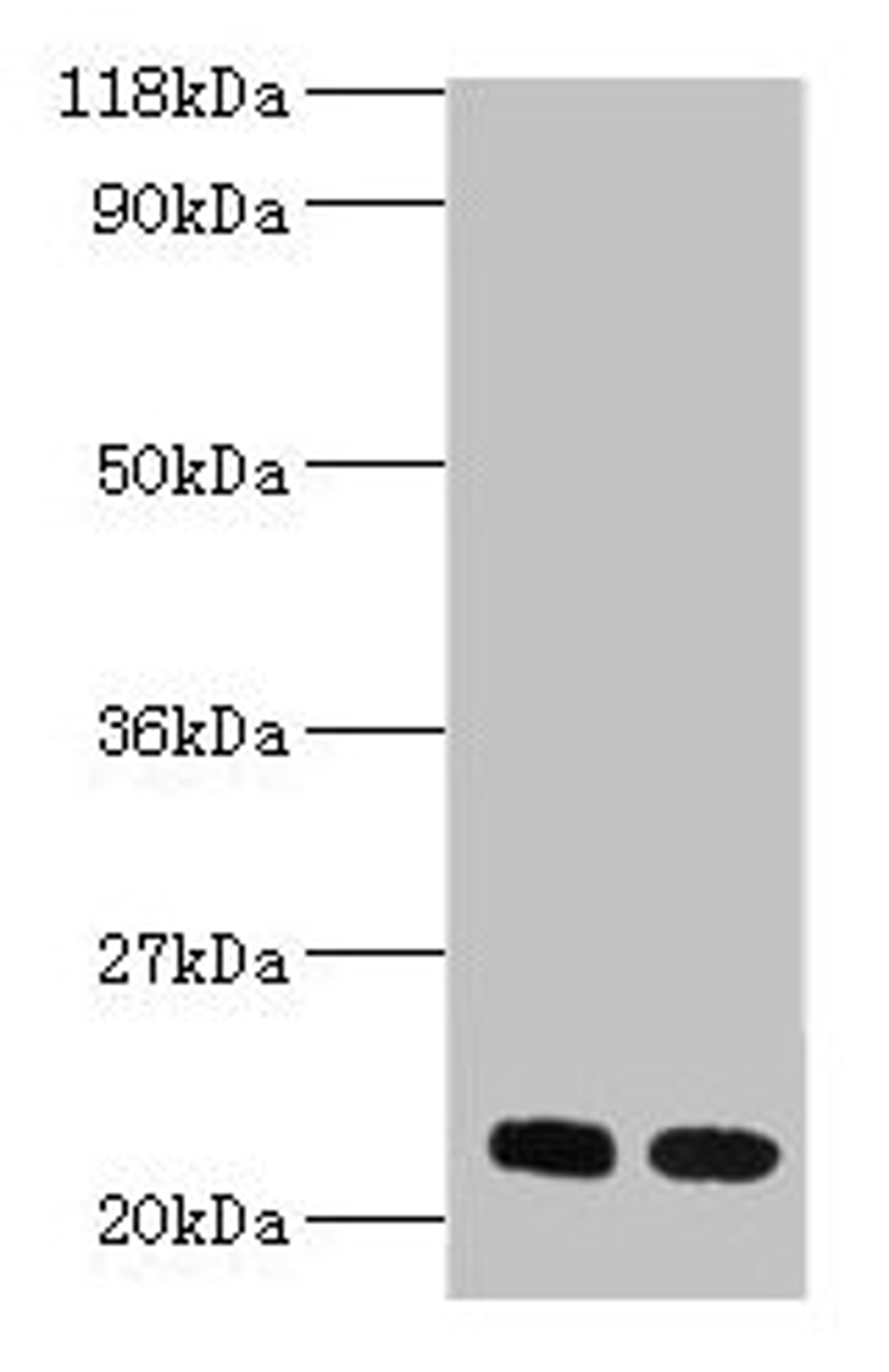 Western blot. All lanes: RPL17 antibody at 2µg/ml. Lane 1: EC109 whole cell lysate. Lane 2: 293T whole cell lysate. Secondary. Goat polyclonal to rabbit IgG at 1/15000 dilution. Predicted band size: 22, 18, 27 kDa. Observed band size: 22 kDa