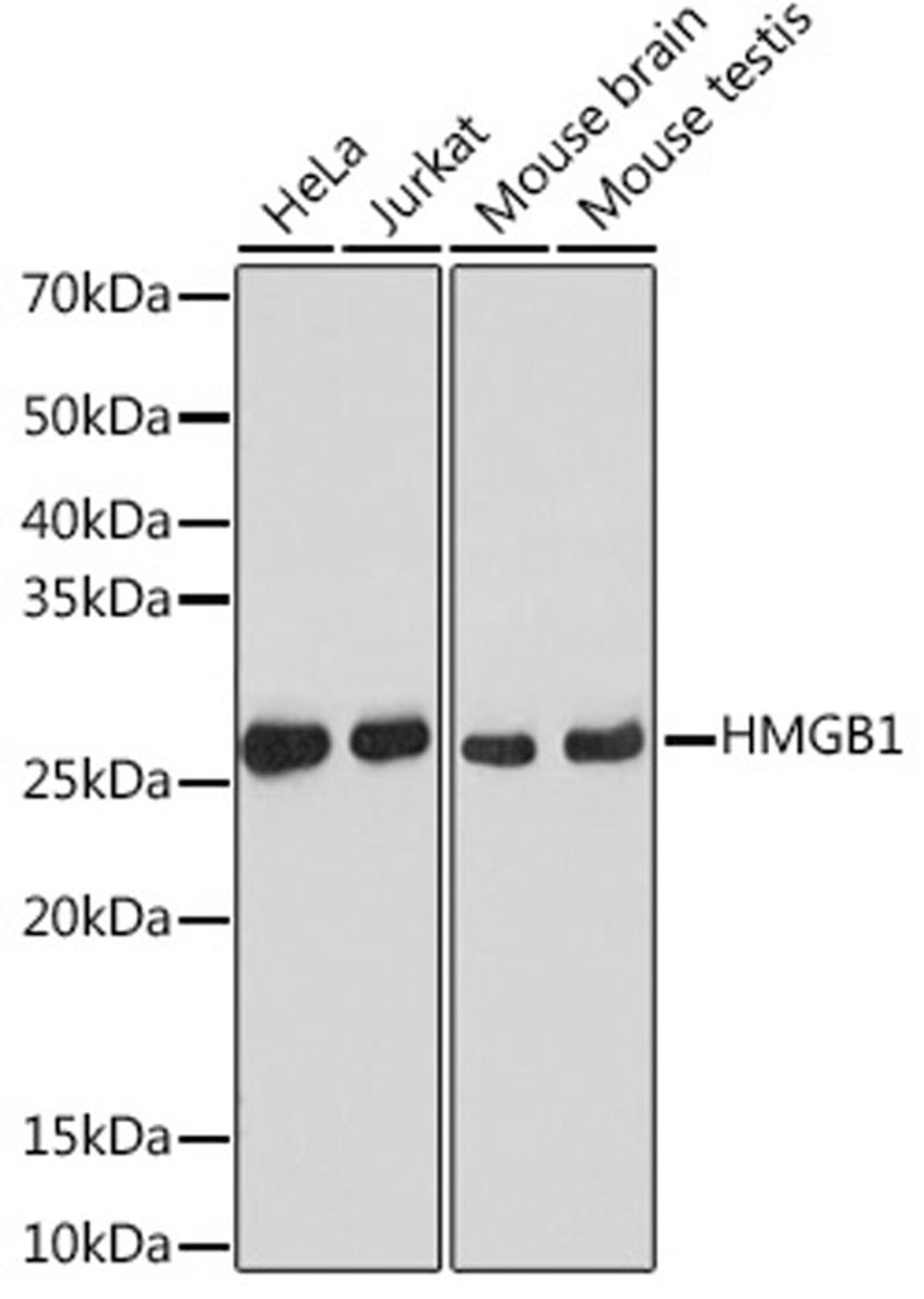 Western blot - HMGB1 antibody (A19529)