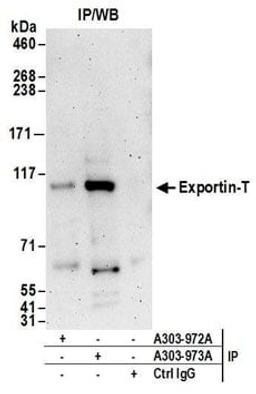 Detection of human Exportin-T by western blot of immunoprecipitates.