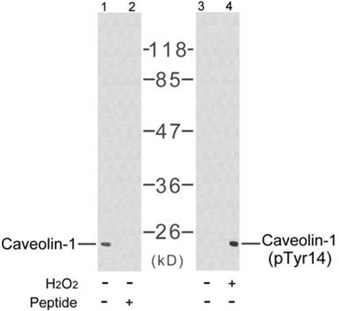 Western blot analysis of the extract from NIH/3T3 cells untreated or treated with H2O2 using Caveolin-1 antibody (orb14522, Lane 1 and 2) and Caveolin-1 (phospho-Tyr14) antibody (orb14814, Lane 3 and 4)