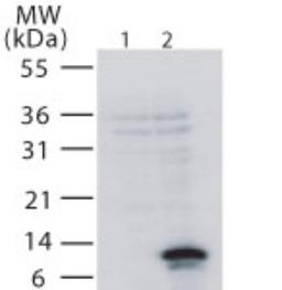 Western Blot: TWEAKR Antibody [NB100-56636] - analysis of TweakR in 293 cells. Untransfected (lane 1) or transfectd with human TweakR (lane 2). Photograph courtesy of Dr. Taly Spivakk, The MD Anderson Cancer Center, Houston, TX.