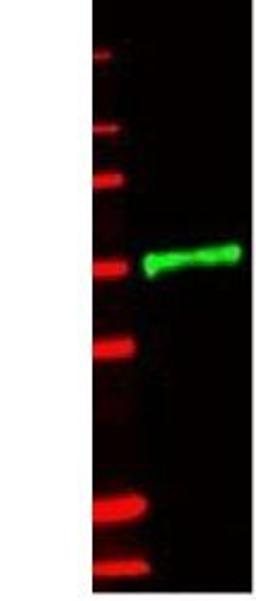 Western blot analysis of lane 1, green, 800 nm channel). Minimal reactivity is observed against GST (data not shown) using IL-1 Receptor Type IL antibody