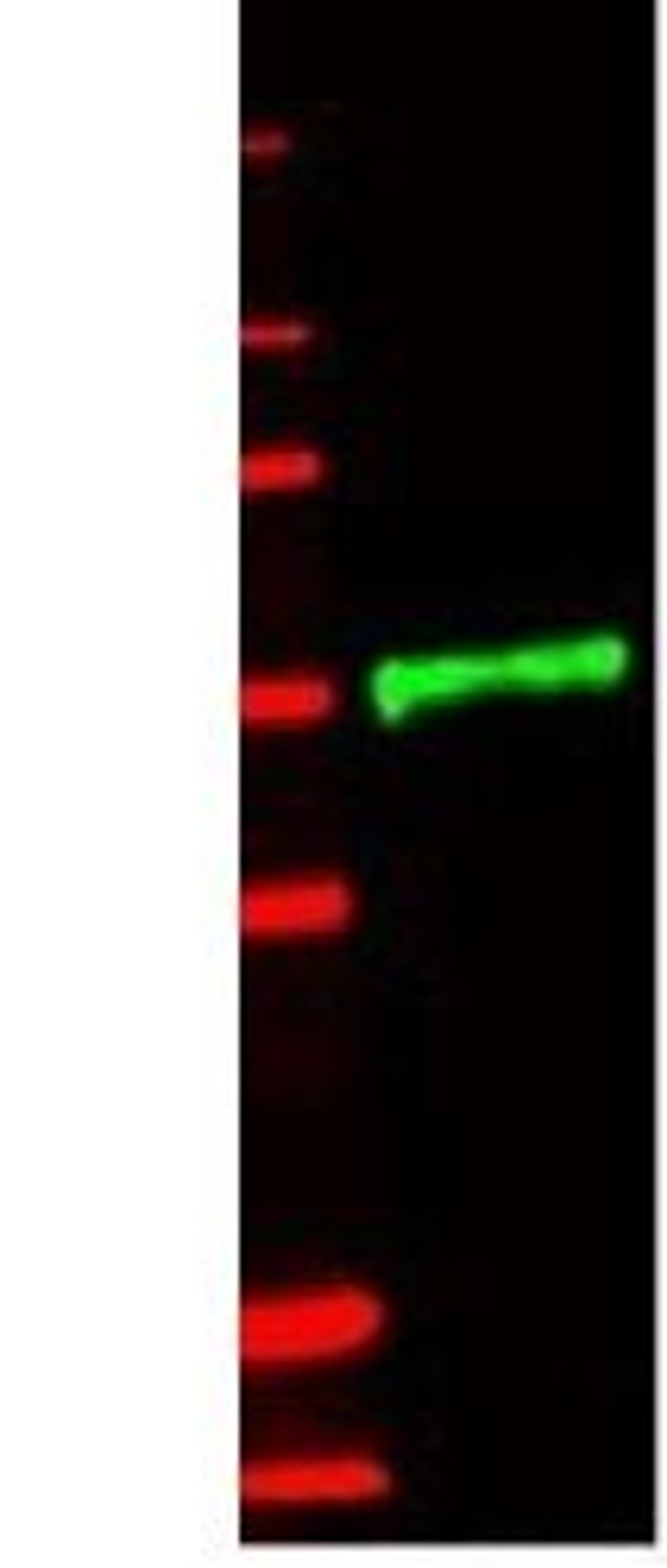 Western blot analysis of lane 1, green, 800 nm channel). Minimal reactivity is observed against GST (data not shown) using IL-1 Receptor Type IL antibody