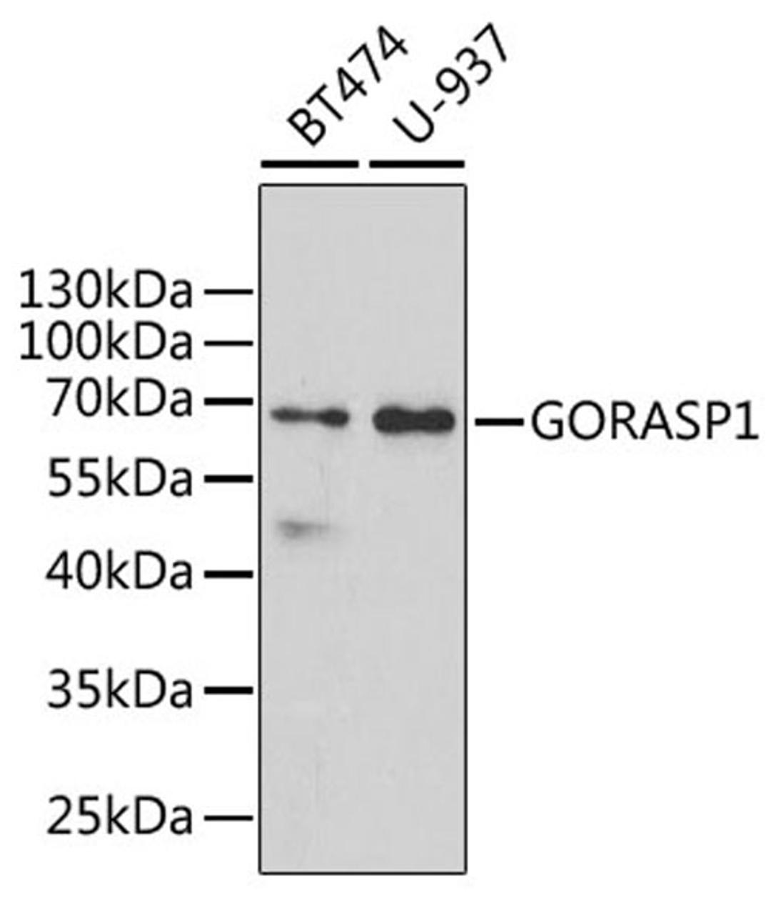 Western blot - GORASP1 antibody (A6609)