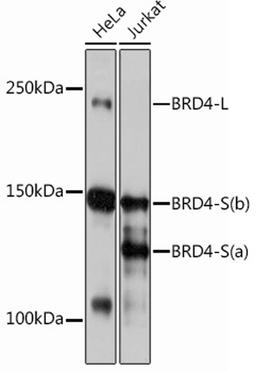 Western blot - Brd4 Rabbit mAb (A12677)