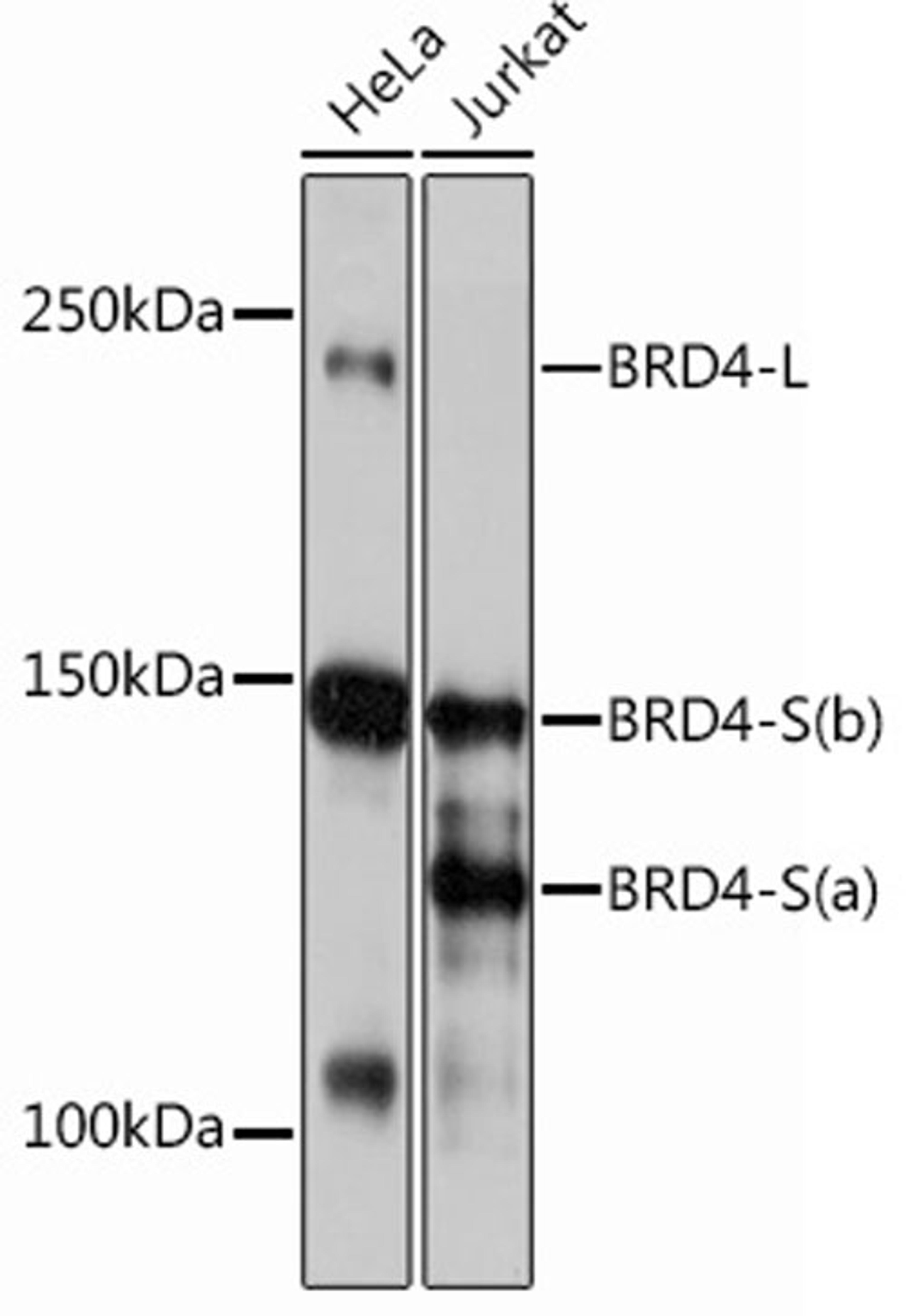 Western blot - Brd4 Rabbit mAb (A12677)