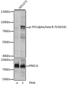 Western blot - Phospho-PKCalpha/beta II-T638/641 pAb (AP0191)