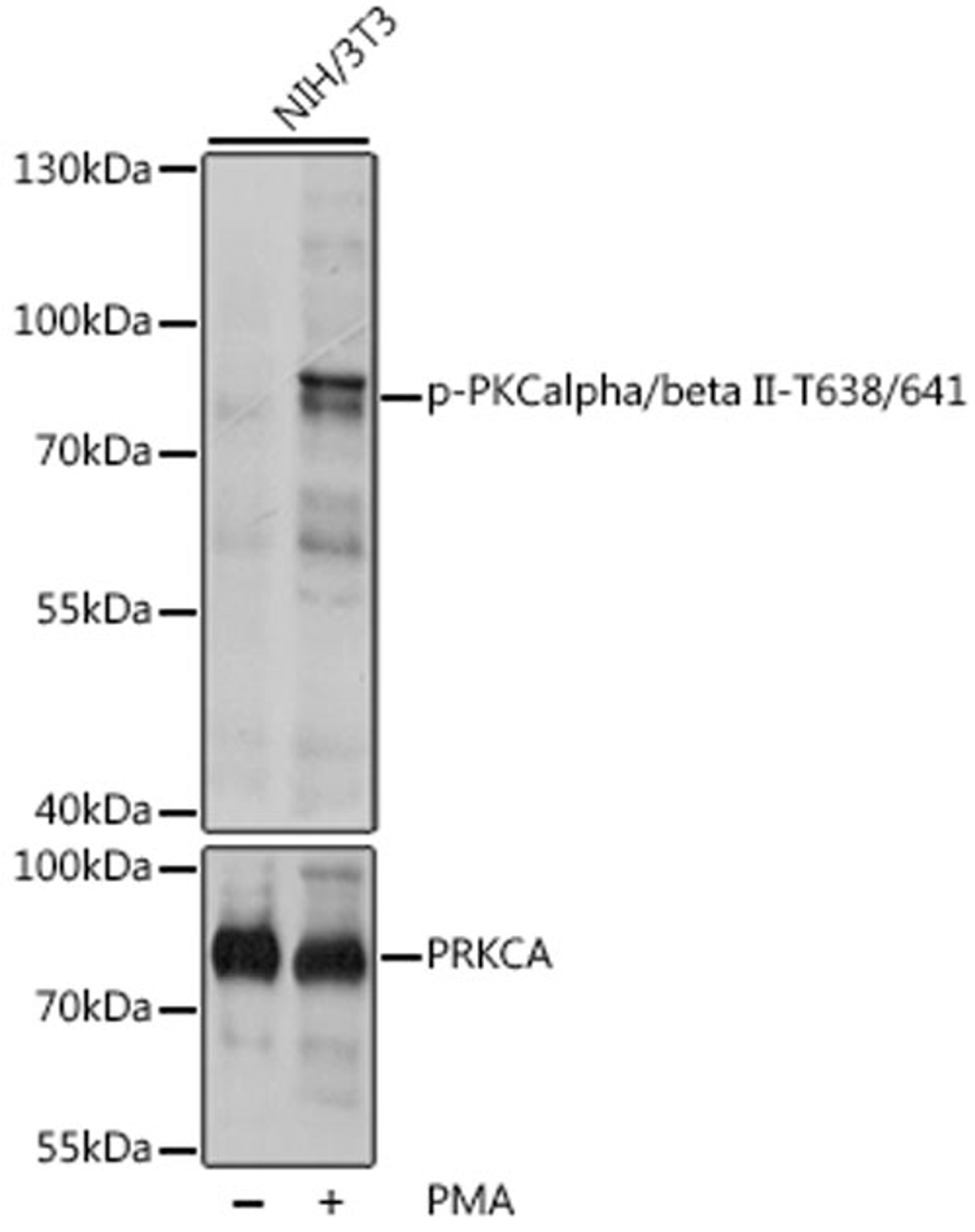 Western blot - Phospho-PKCalpha/beta II-T638/641 pAb (AP0191)