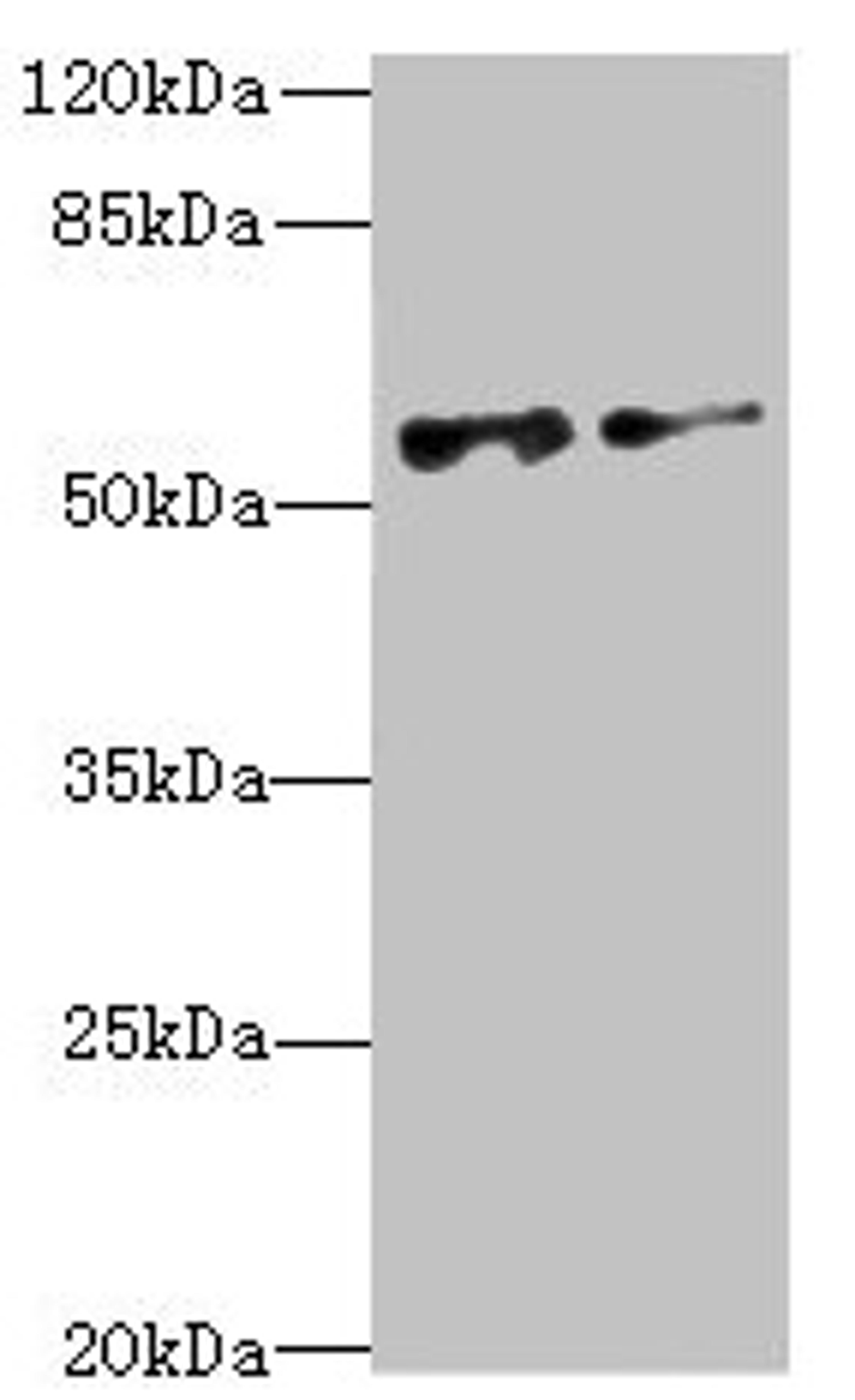 Western blot. All lanes: NEK3 antibody at 6.04µg/ml. Lane 1: MCF-7 whole cell lysate. Lane 2: Hela whole cell lysate. Secondary. Goat polyclonal to rabbit IgG at 1/10000 dilution. Predicted band size: 58, 56 kDa. Observed band size: 58 kDa