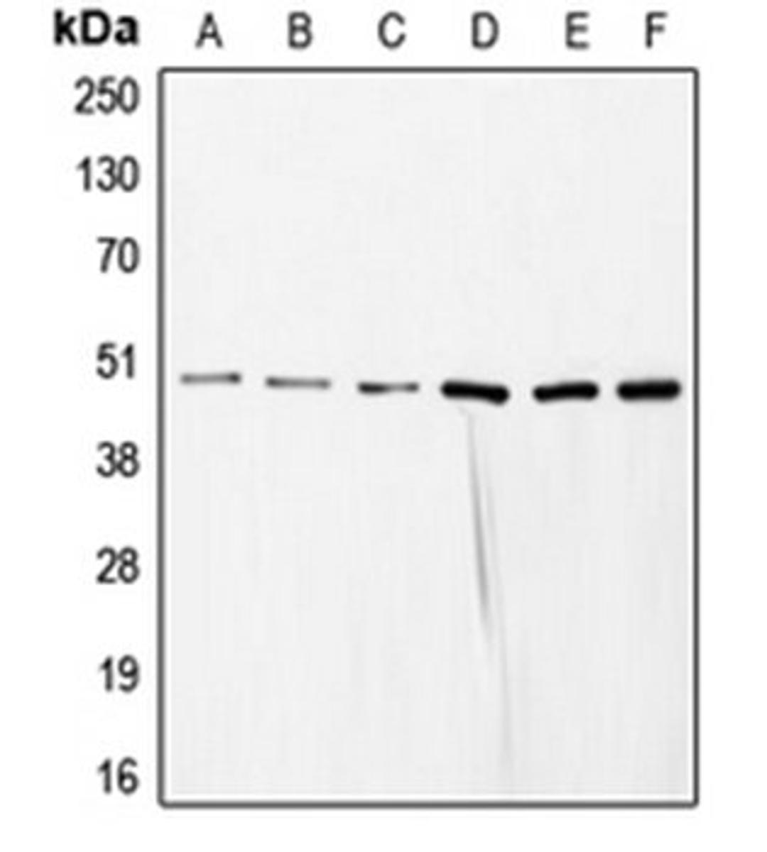 Western blot analysis of HeLa (Lane 1), SP2/0 (Lane 2), mouse liver (Lane 3), rat liver (Lane 4), NIH3T3 (Lane 5), HEK293T (Lane 6) whole cell lysates using COPS3 antibody