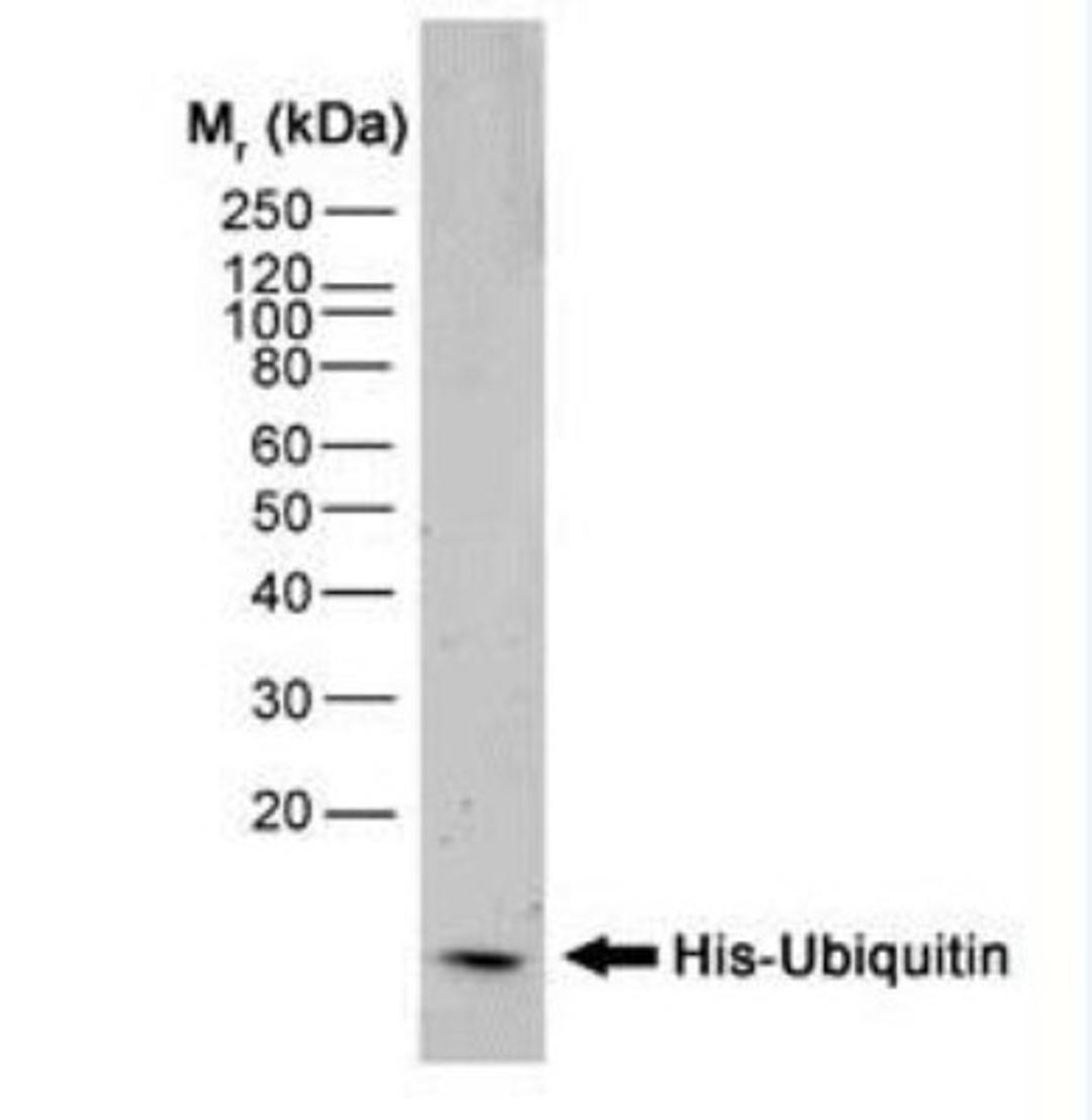 Flow Cytometry: 6-Histidine Epitope Tag Antibody (AD1.1.10) [NB100-64768] - Analysis using the HRP conjugate of NB100-64768. Detection of His-Ubiquitin recombinant protein probed with Mouse anti Histidine Tag.