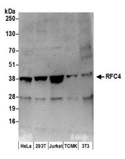 Detection of human and mouse RFC4 by western blot.