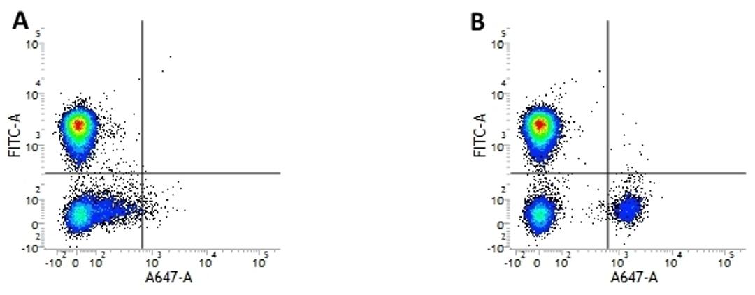 Figure A. mouse anti human CD3. Figure B. mouse anti human CD3 and mouse anti human CD19.