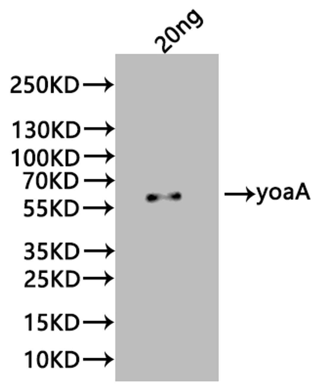 Western Blot. Positive WB detected in: recombinant protein. All lanes:yoaA Antibody at 1:1000. Secondary. Goat polyclonal to rabbit IgG at 1/20000 dilution. Predicted band size: 56 kDa. Observed band size: 56 kDa. 