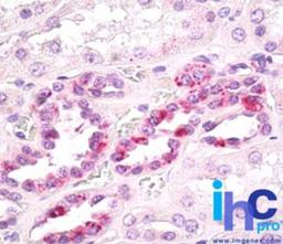 Immunohistochemistry-Paraffin: Slap Antibody [NBP2-24696] - Formalin-fixed, paraffin-embedded human kidney stained with SLAP antibody at 15 ug/ml. Staining of formalin-fixed tissues is enhanced by boiling tissue sections in 10 mM sodium citrate buffer, pH 6.0 for 10-20 min followed by cooling at RT for 20 min.