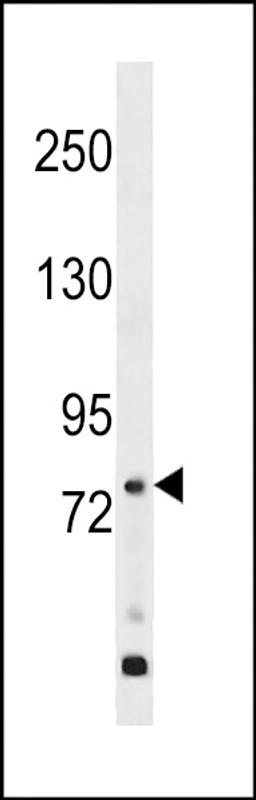 Western blot analysis in WiDr cell line lysates (35ug/lane).