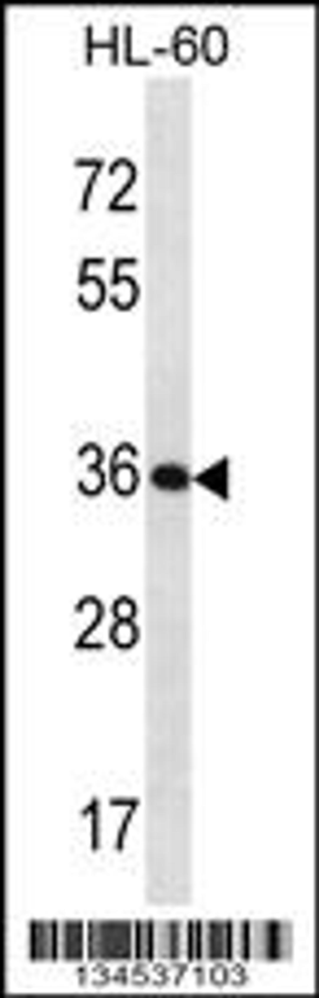 Western blot analysis in HL-60 cell line lysates (35ug/lane).