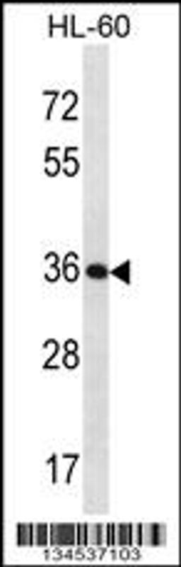 Western blot analysis in HL-60 cell line lysates (35ug/lane).