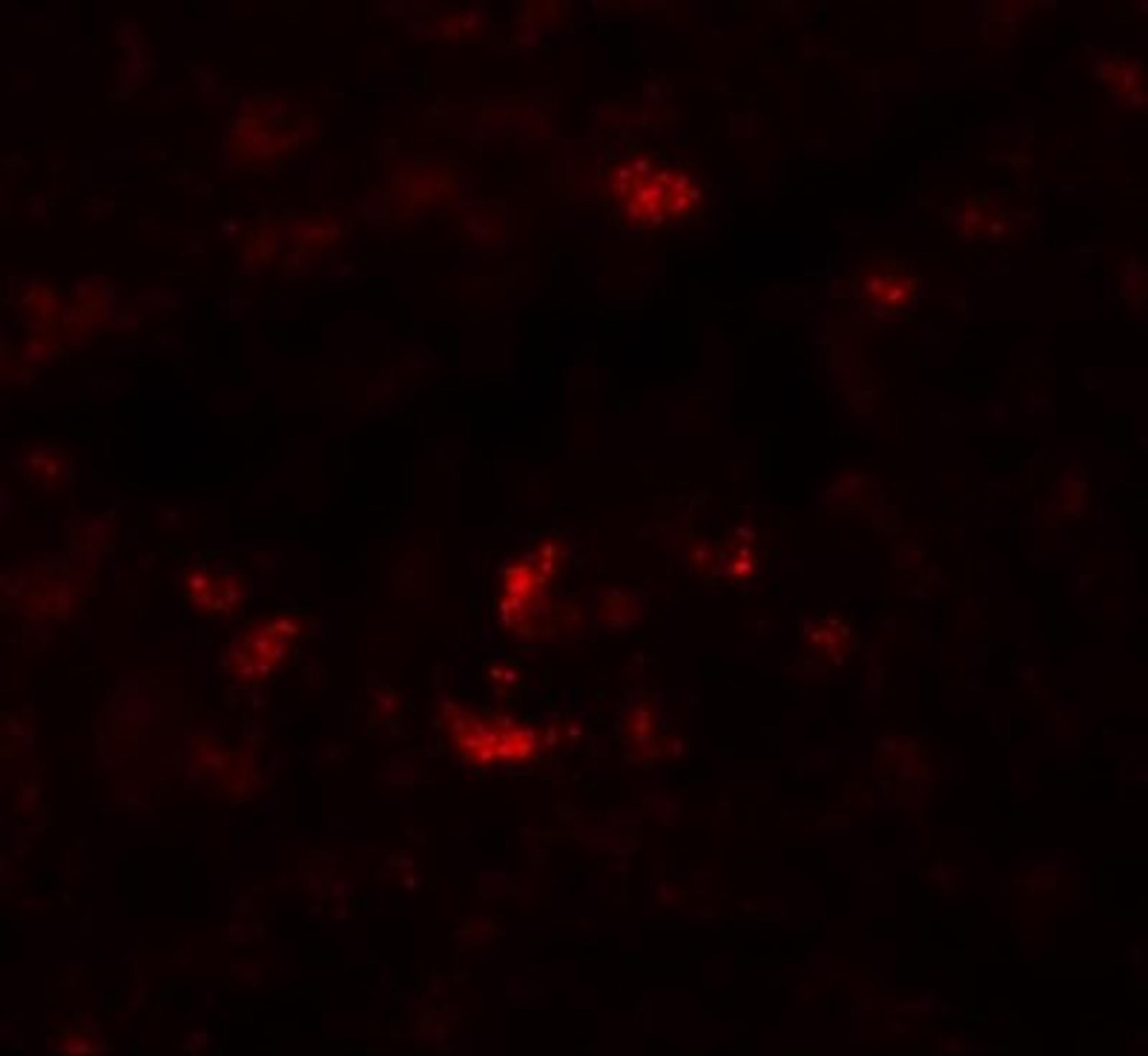 Immunocytochemistry/Immunofluorescence: PIWIL1/HIWI Antibody [NBP1-76489] - Immunofluorescence of PIWI-L1 in rat liver tissue with PIWI-L1 antibody at 20 ug/mL.