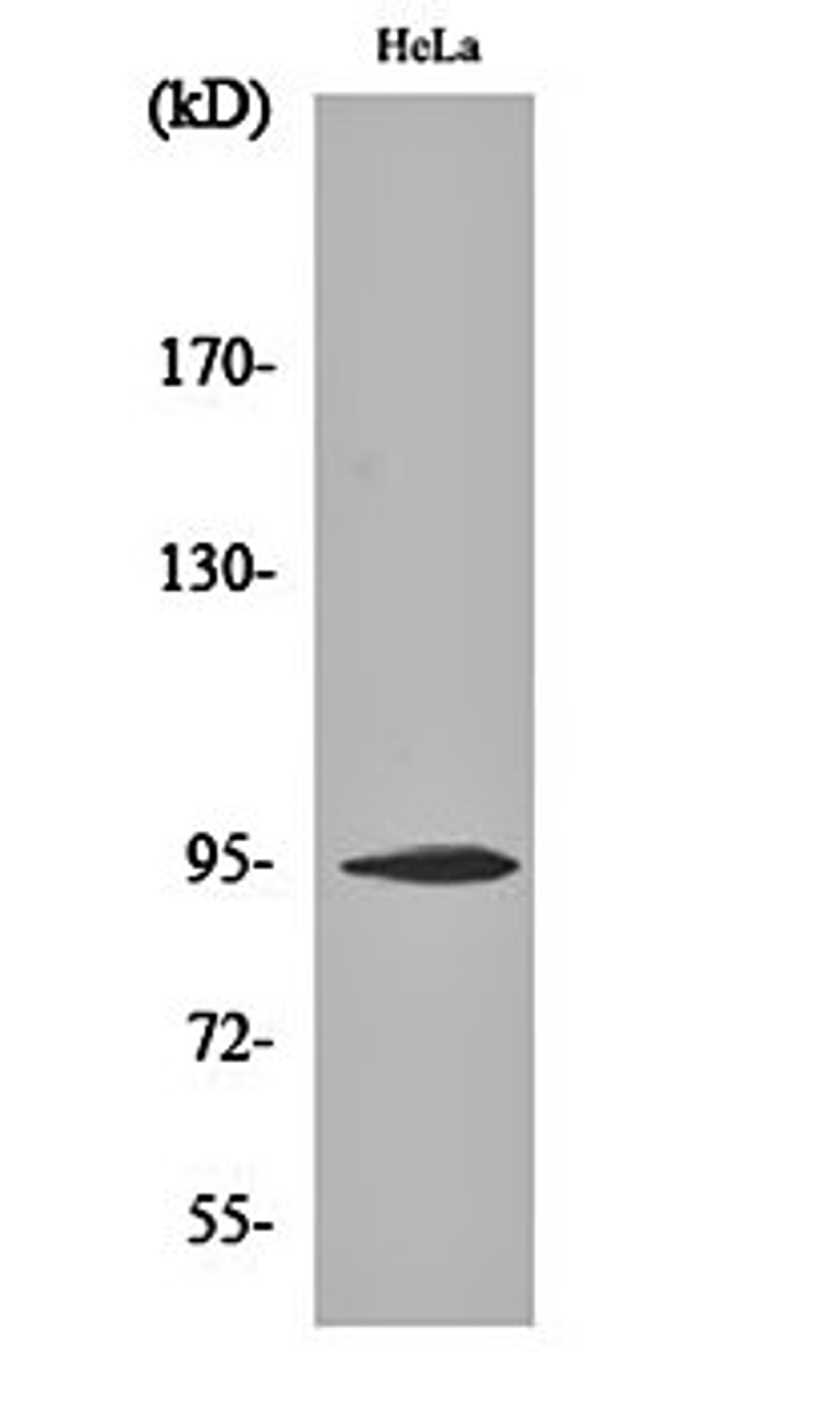 Western blot analysis of Hela cell lysates using CD284 antibody