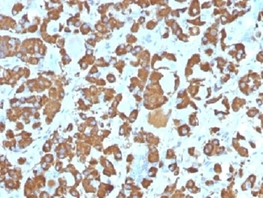 IHC testing of FFPE human pituitary gland with Growth Hormone antibody (clone SPM106). Required HIER: boil tissue sections in 10mM citrate buffer, pH 6, for 10-20 min.