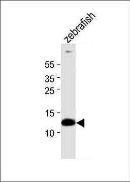 Western blot analysis of zebrafish tissueusing ba1 antibody (primary antibody dilution at: 1:1000)