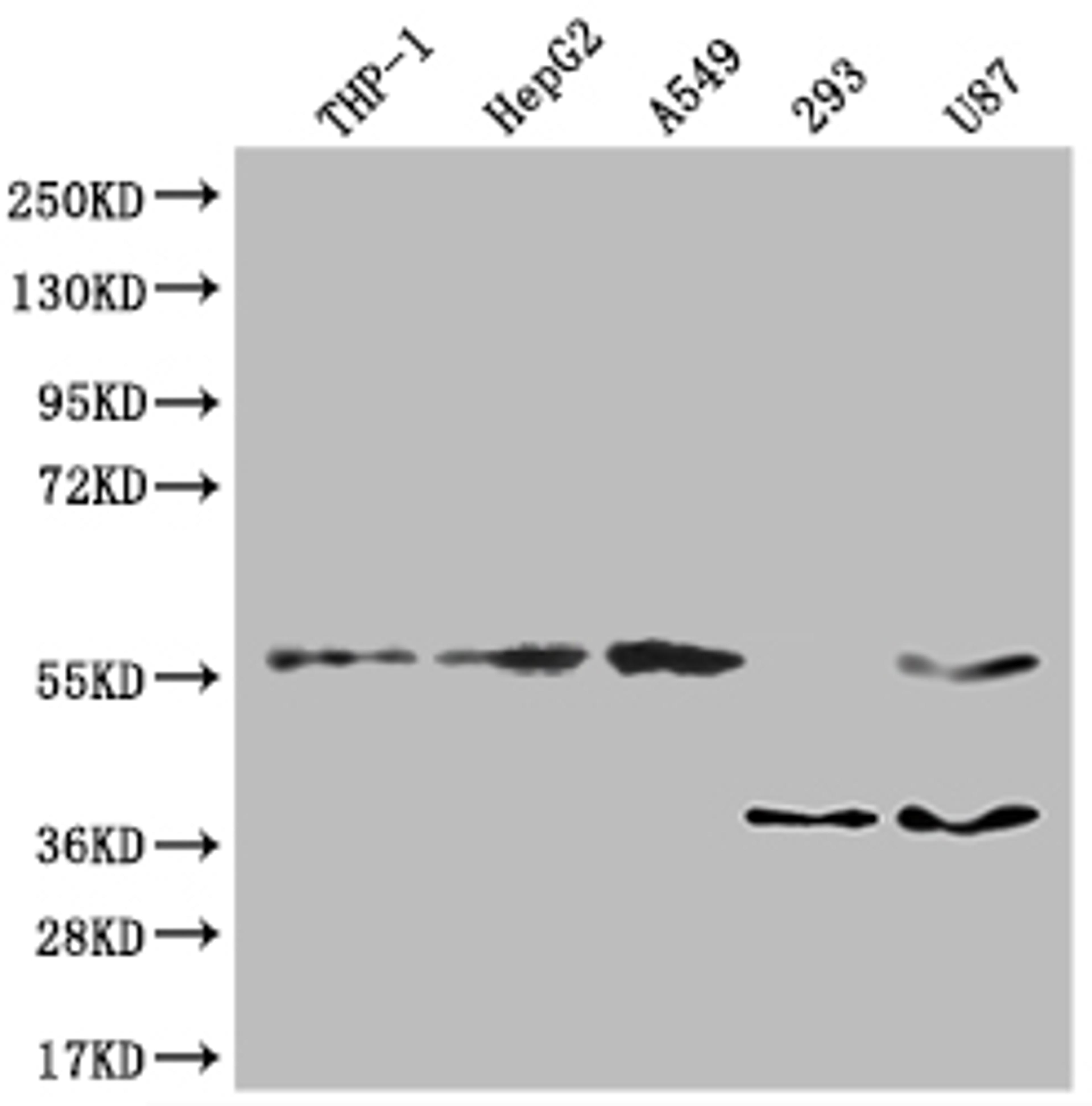 Western Blot. Positive WB detected in: THP-1 whole cell lysate, HepG-2 whole cell lysate, A549 whole cell lysate, U87 whole cell lysate. All lanes: TSNARE1 antibody at 1:2000. Secondary. Goat polyclonal to rabbit IgG at 1/50000 dilution. Predicted band size: 56 kDa. Observed band size: 56 kDa.